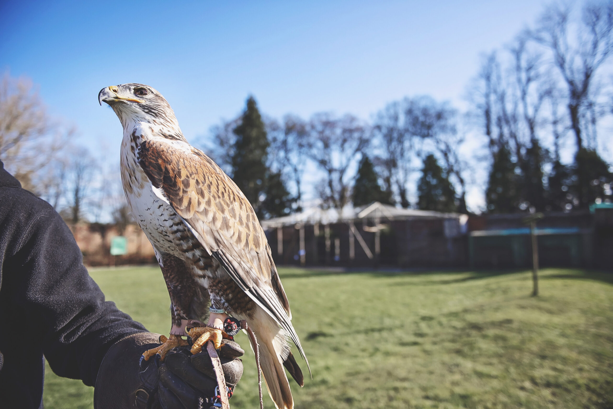 Bird of prey at Thorp Perrow