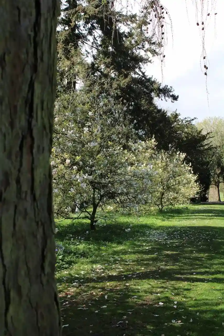 Magnolias on Angel's Walk