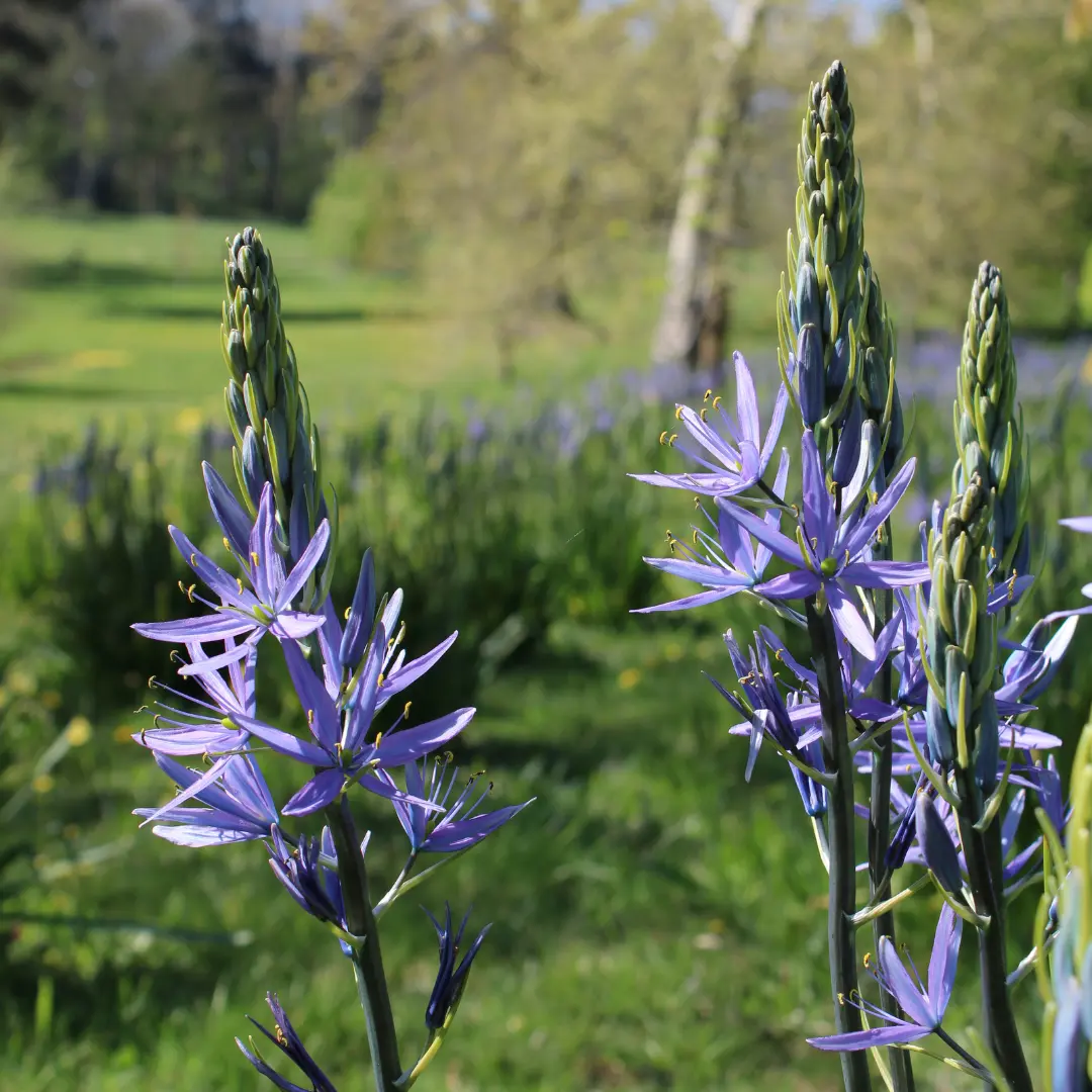 Camassia in the wildflower meadow