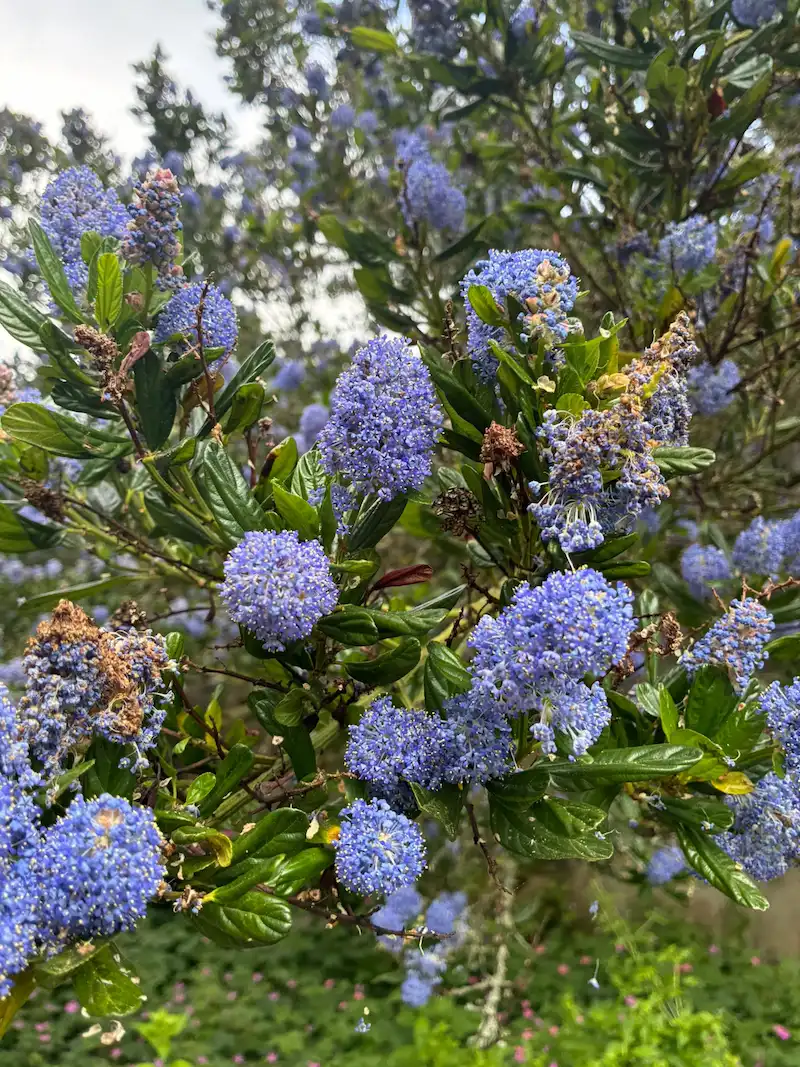 Spring Lilac Trees