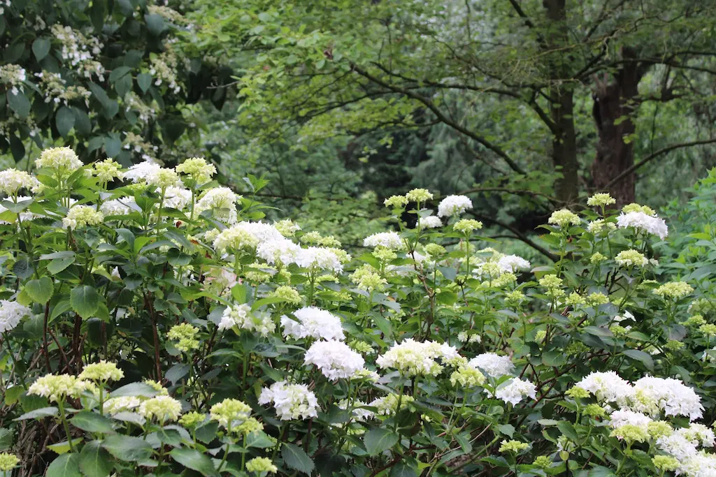 2026 Hydrangeas EvieWalker 1 at Thorp Perrow