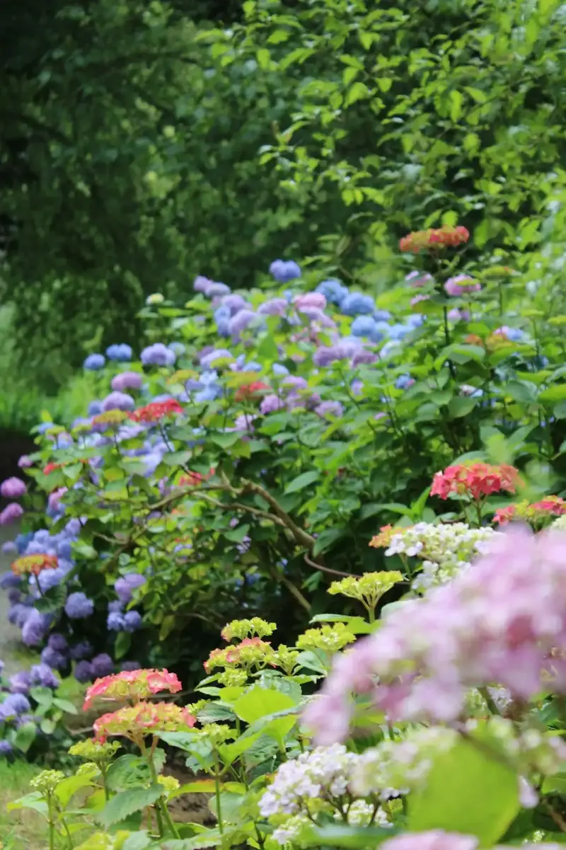 Hydrangeas at Thorp Perrow