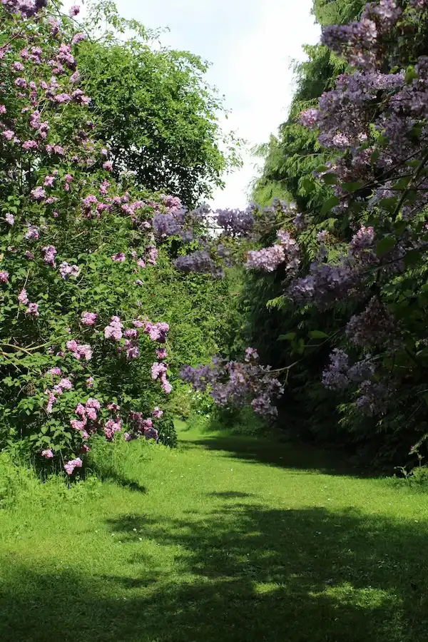 Lilacs on a spring path
