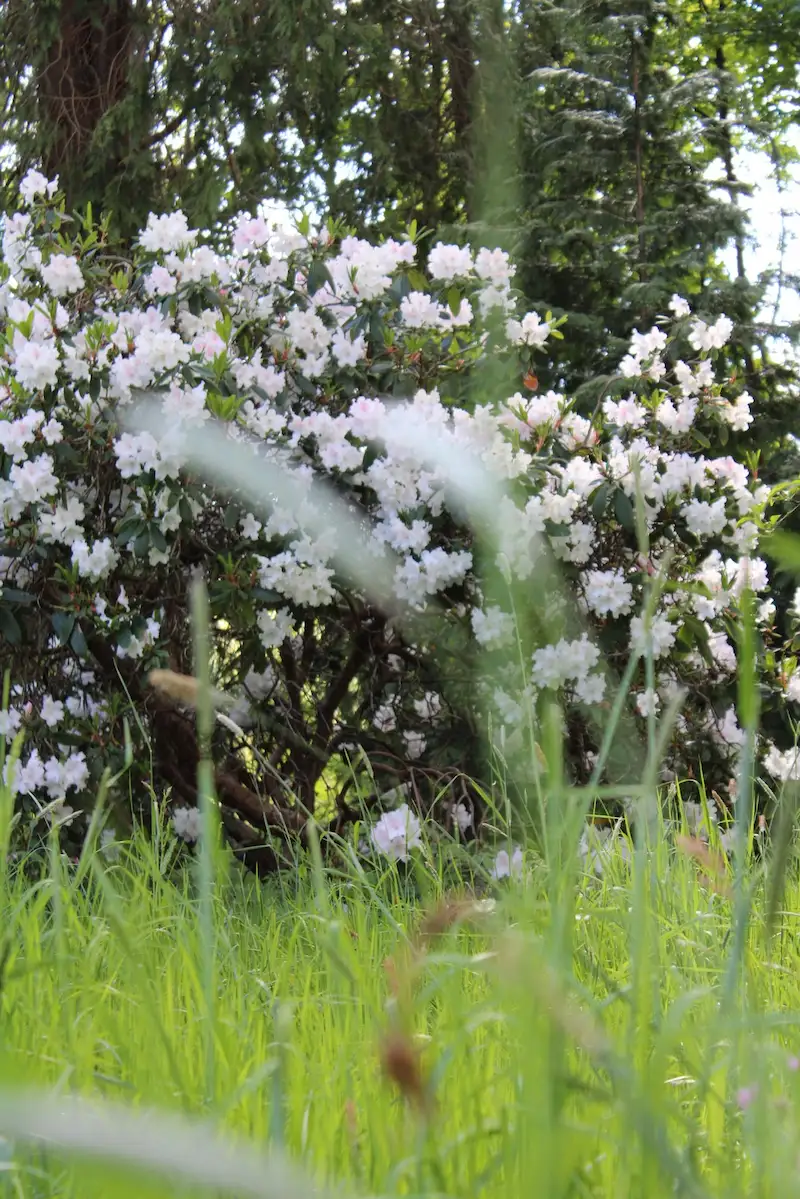 Spring Rhododendrons