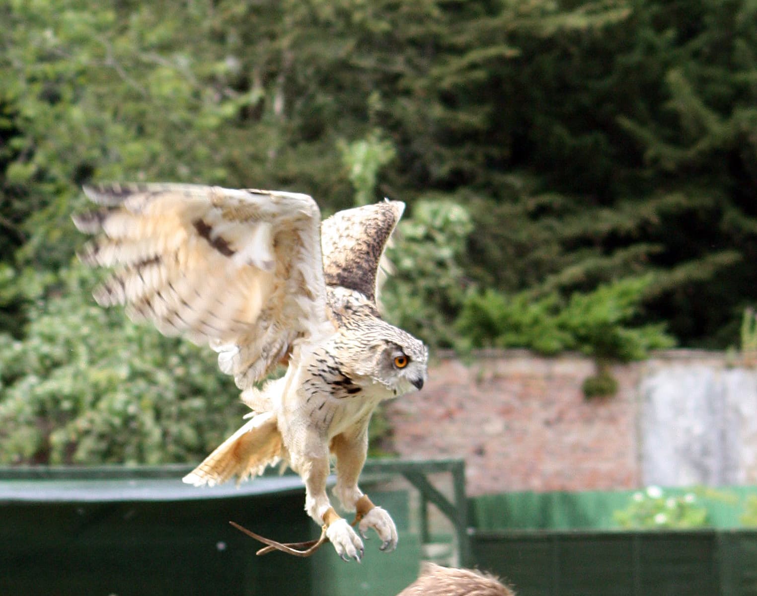 Bird of prey flying display
