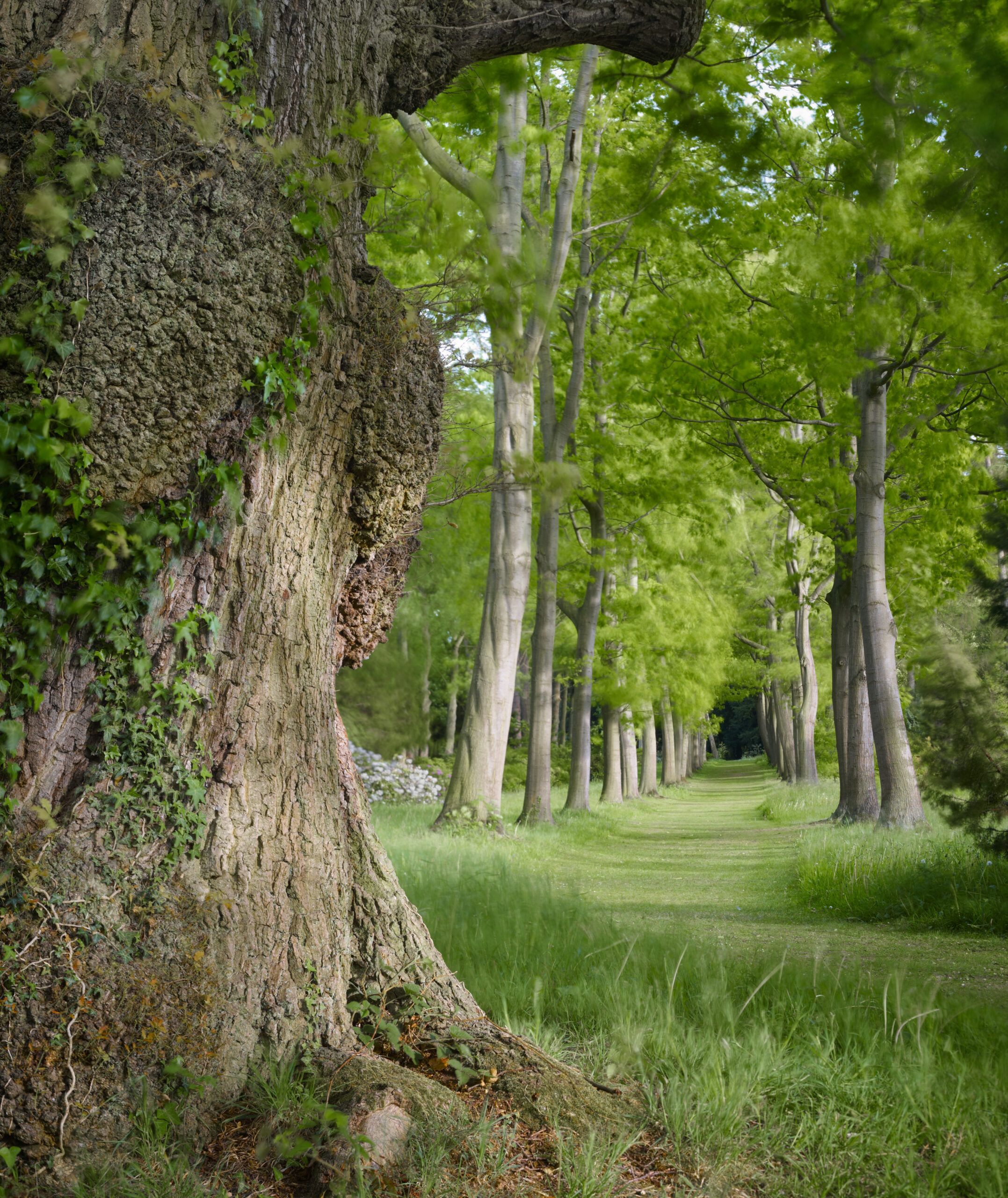 Summer on the Red Oak Avenue