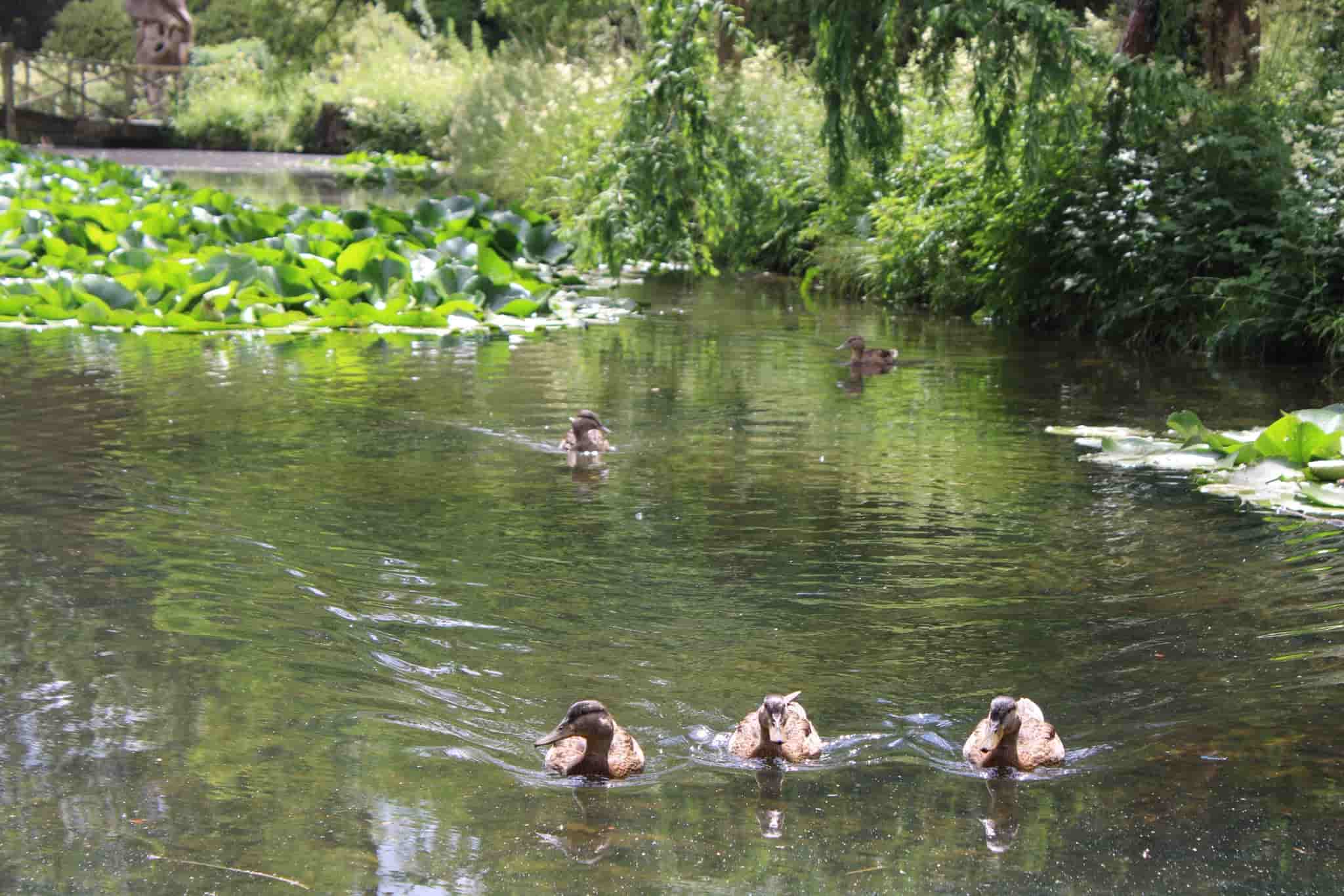 Ducks swimming on the garden lake