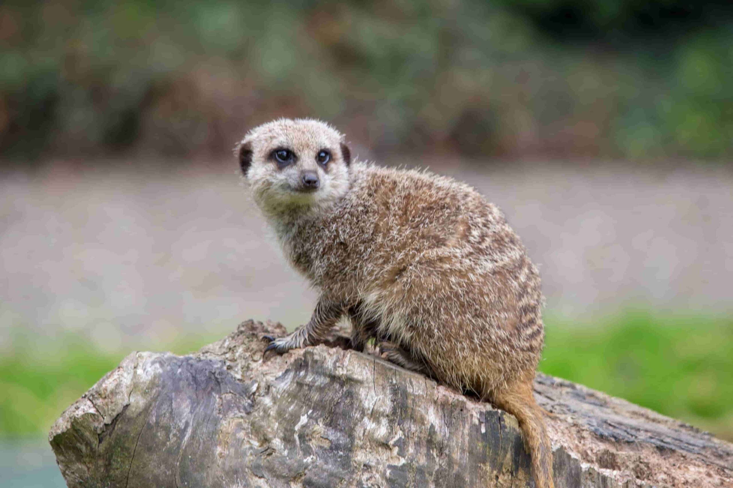 Meerkats