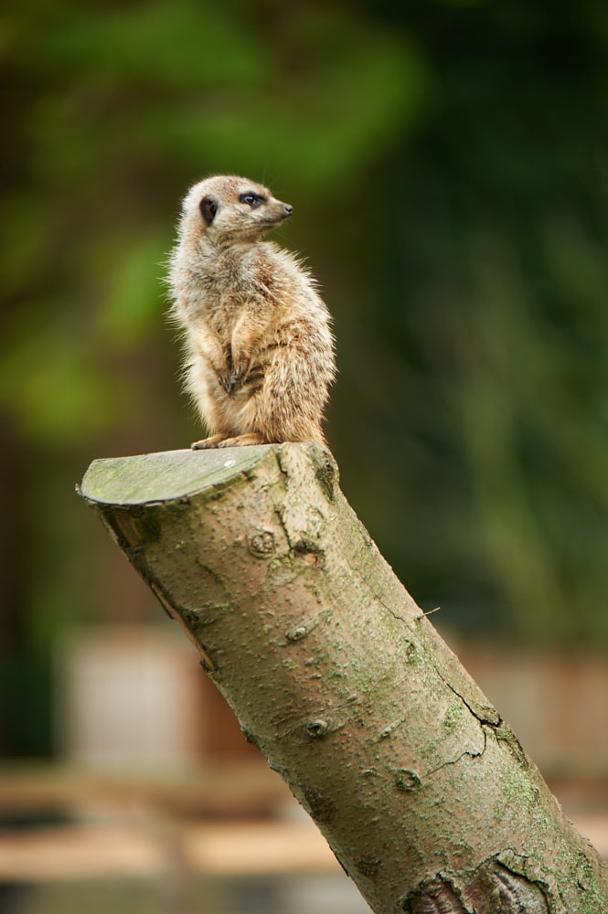 Meerkat at Thorp Perrow