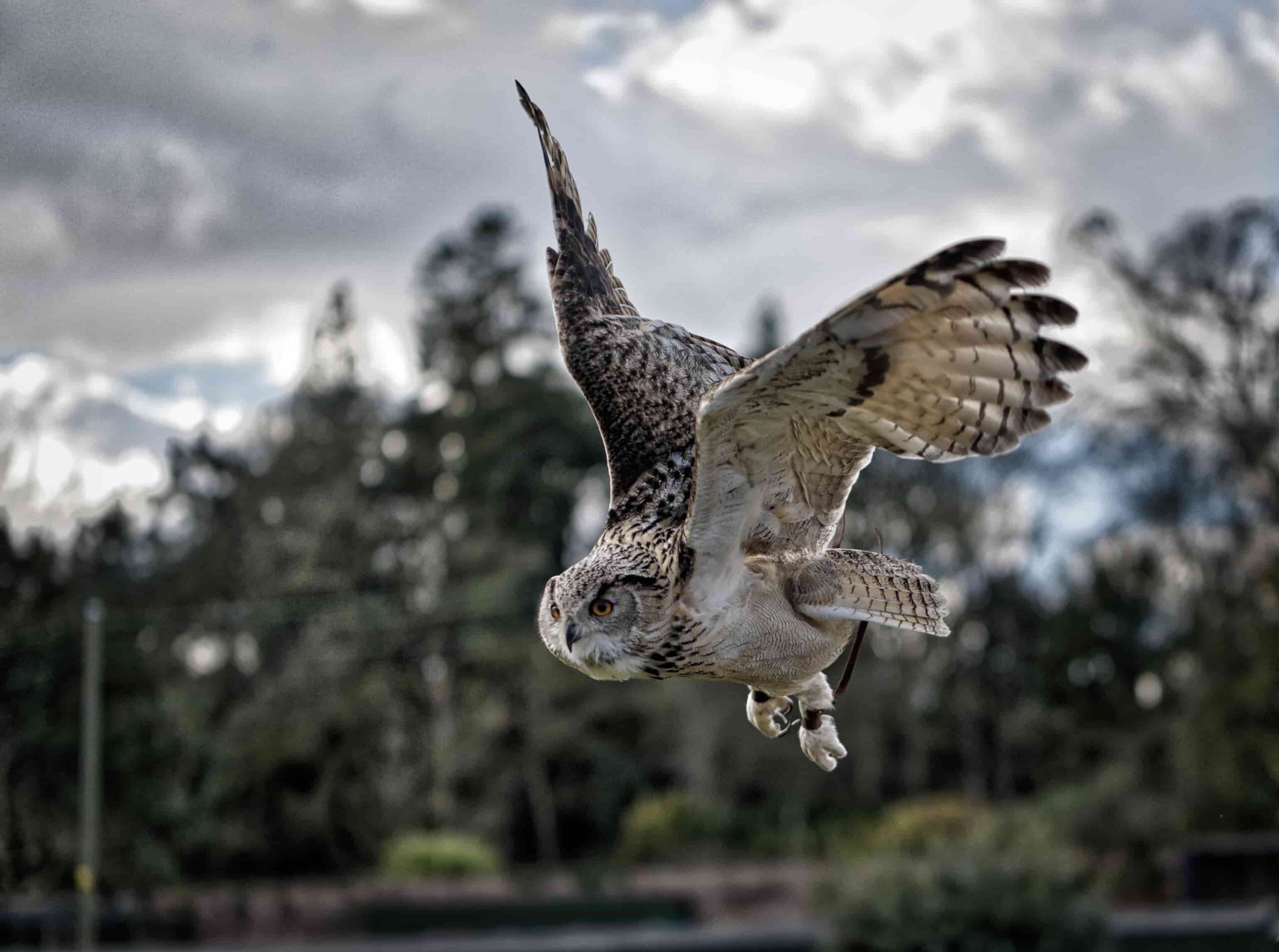 Owl in flight