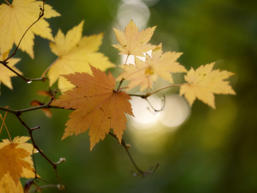Autumn leaves